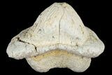 Fossil Crusher Shark (Ptychodus) Tooth - Kansas #187419-1